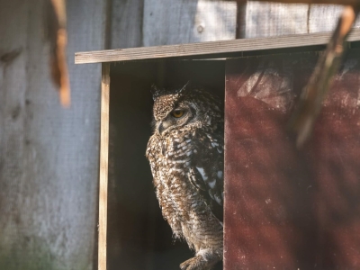 Eurasian eagle-owl - De Zonnegloed - Animal park - Animal refuge centre 